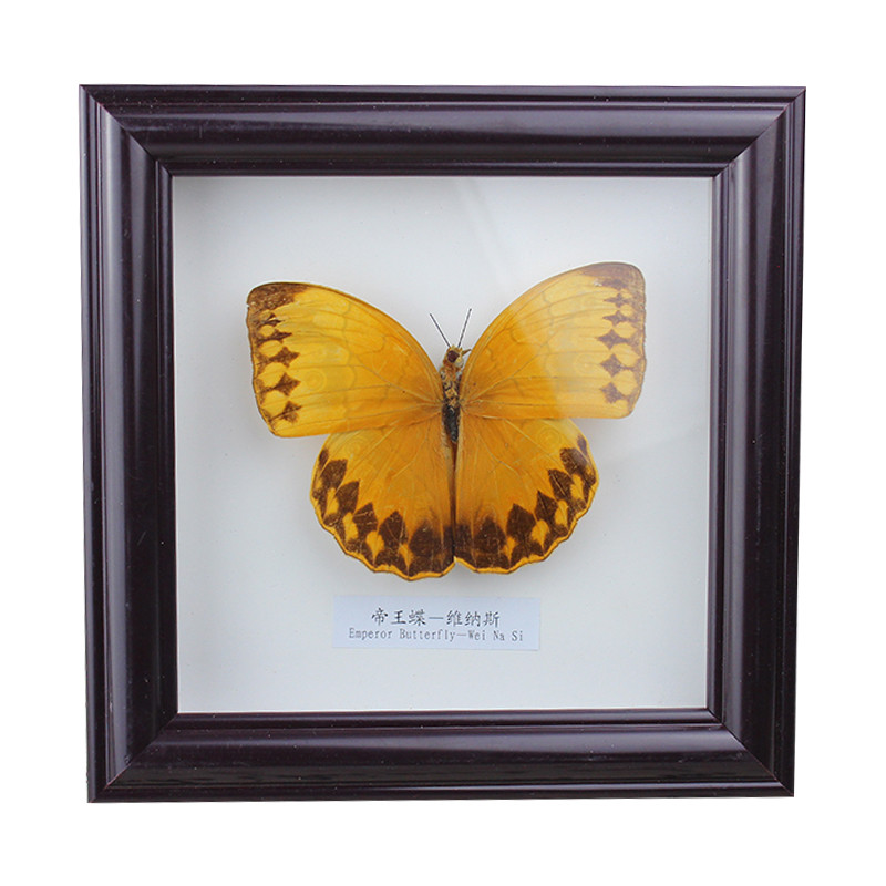 蝴蝶标本昆虫相框(白框青凤蝶)巴黎碧凤蝶 帝王蝶 工艺品收藏生日结婚