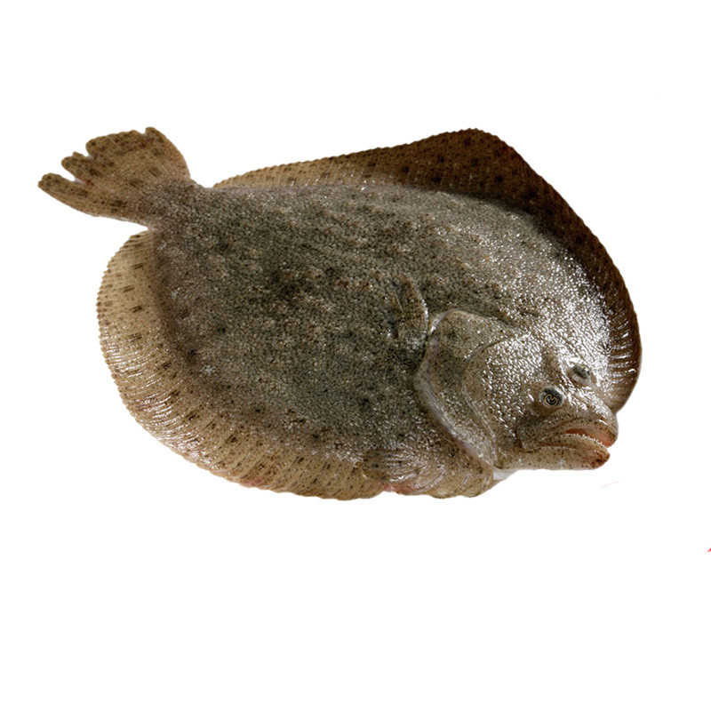 多宝鱼和蜗牛保险 多宝鱼与蜗牛保险