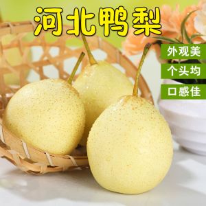 赛卡伊 正宗鸭梨水晶梨10斤带箱非皇冠梨雪梨香梨新鲜梨子