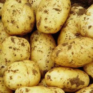 赛卡伊 新鲜黄心土豆批发价马铃薯当季蔬菜小土豆现挖1/5/10斤