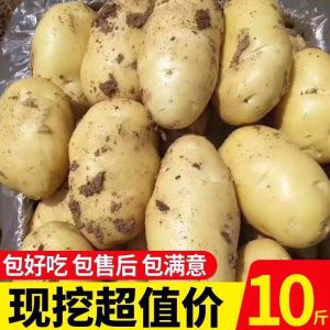 新土豆新鲜现挖土豆 土豆新鲜 黄心土豆马铃薯土豆农家自种