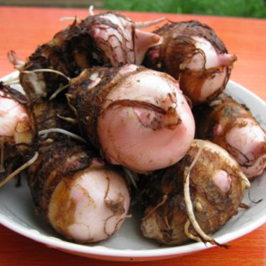 现挖新鲜红芽芋正宗香芋红头红梗毛芋头小香芋艿芋红嘴芋1/3/5斤
