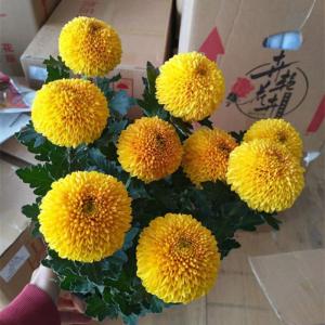 乒乓菊盆栽带花阳台庭院开花植物重瓣球形菊花苗四季好养绿植花卉