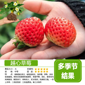四季草莓苗盆栽带土带果带花阳台带盆当年结果食用红颜牛奶草莓秧